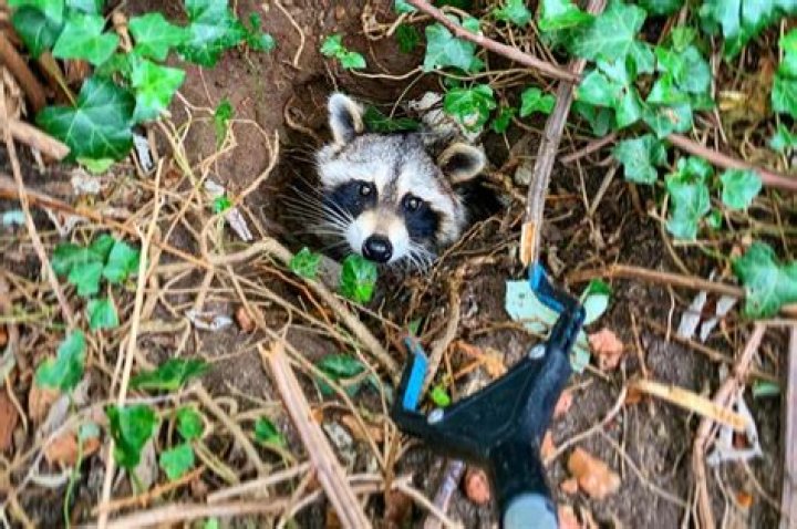 
Animal rescuers save raccoon with peanut butter jar stuck on its head 