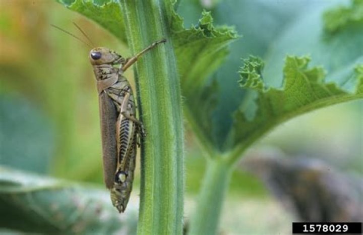 Are grasshoppers good in the garden?