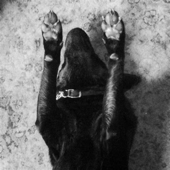 Bryan Adams Pets - Celebrity Pets