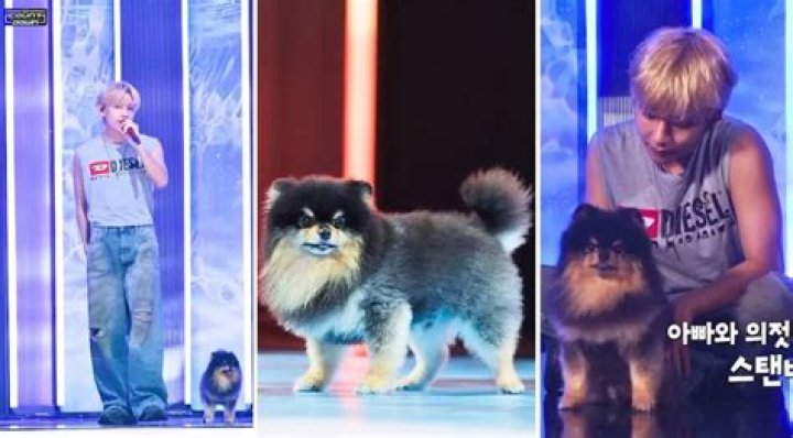 BTS V’s (Kim Taehyung) Dog Yeontan Becomes the First K-Pop Pet To Have an Official FanCam Performance