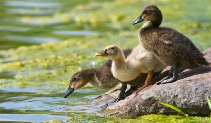 Can ducks die from loneliness?