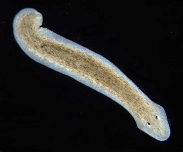 Can Planarians hear?