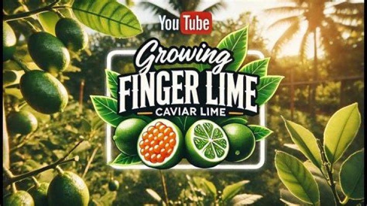 Can you grow Spanish limes in California?