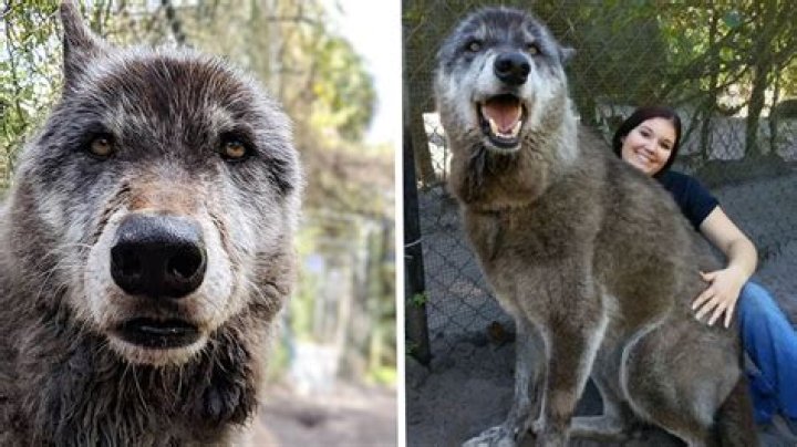 Can you have wolf dogs in Florida?