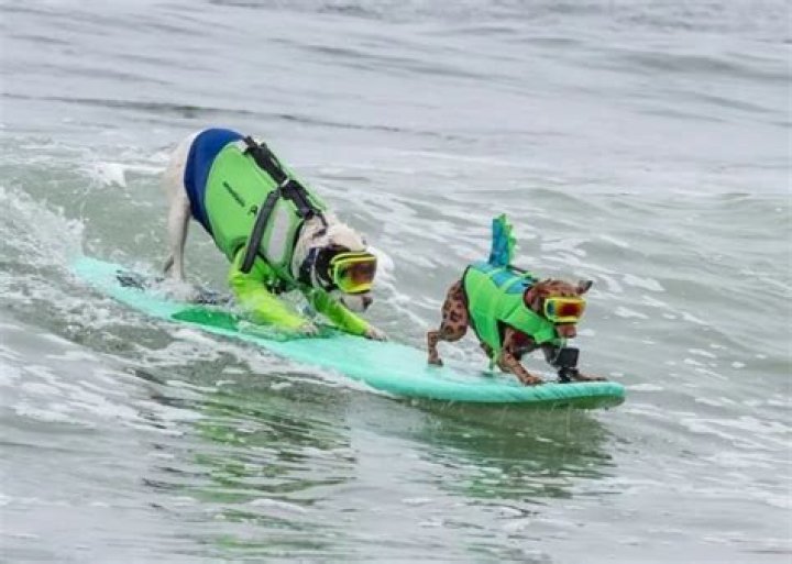 Check out the World Dog Surfing Championship 2022