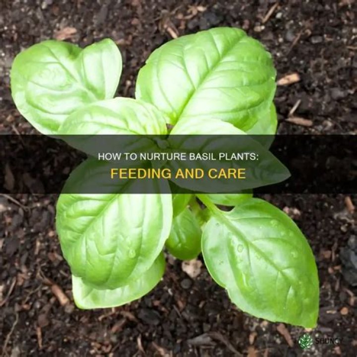 Do basil plants need fertilizer?