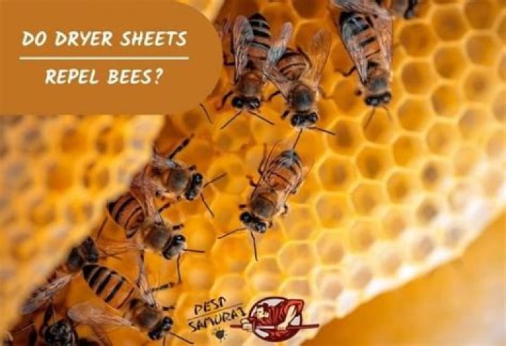 Do dryer sheets repel bees?