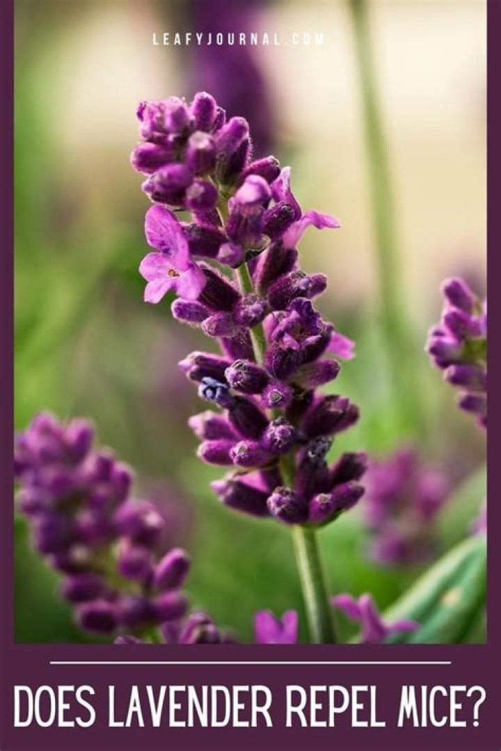 Does lavender oil repel snakes?