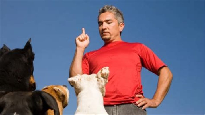 Dog Whisperer with Cesar Millan