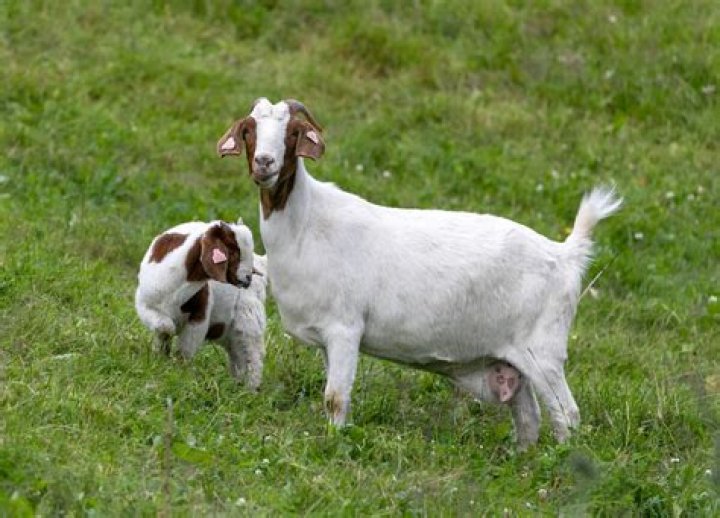 Getter Net Worth - Wiki, Age, Weight and Height, Relationships, Family, and More