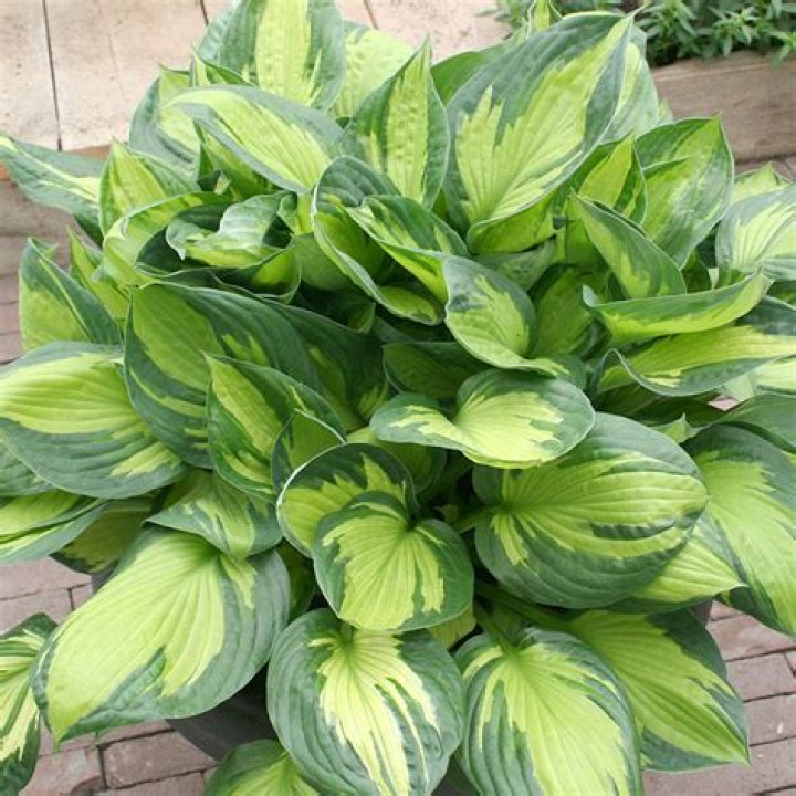 How big do hosta plants grow?