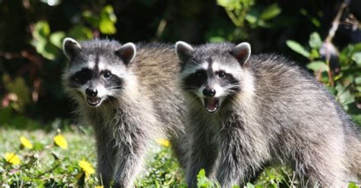 How can you tell a male raccoon from a female?