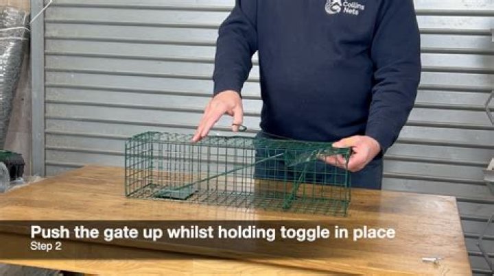 How do you set up a live trap for a raccoon?