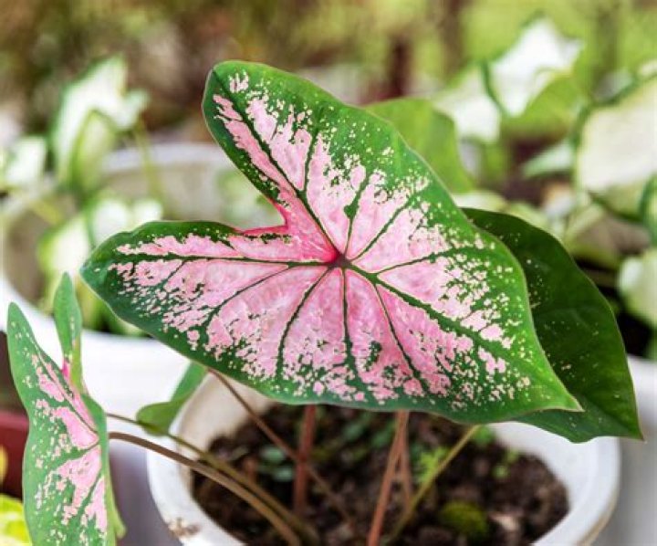 How do you winterize caladium bulbs?