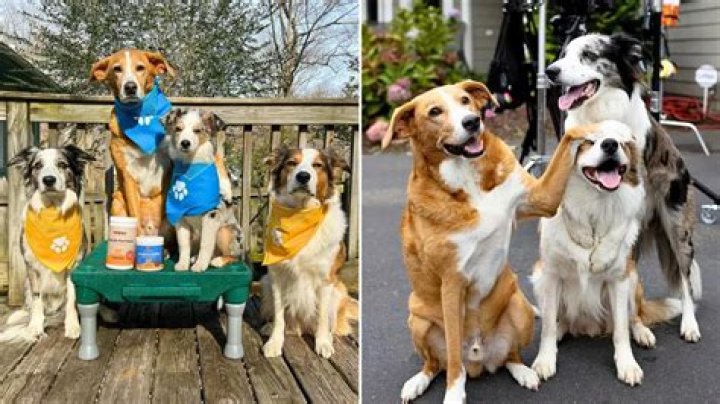 Interview With The Joy Crew: Acclaimed Canine Actors and Stunt Dog Champions