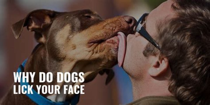 Is it safe to let your dog lick your face or can you get sick from it?