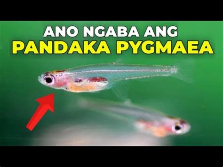Is Pandaka Pygmaea edible?
