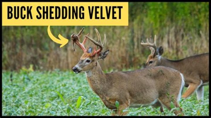 Is shedding velvet painful?