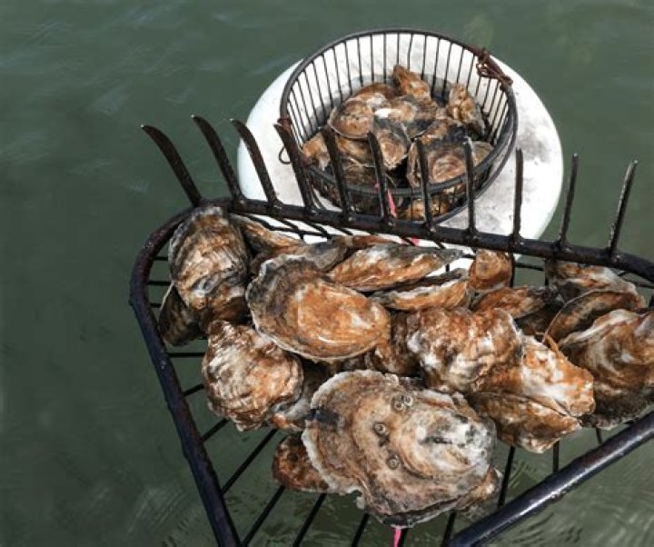 Is smoked canned oysters good for you?