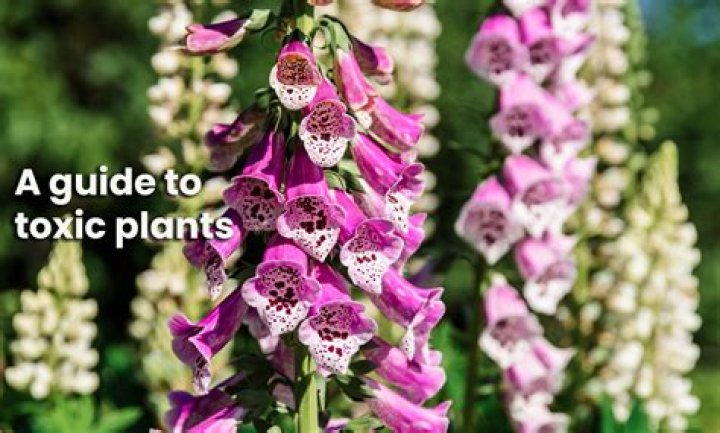 Is Thistle poisonous to humans?