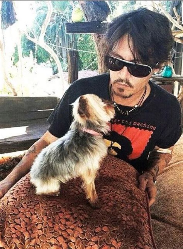 Johnny Depp & Amber Heard in an Apology Video for Dog Smuggling in Australia