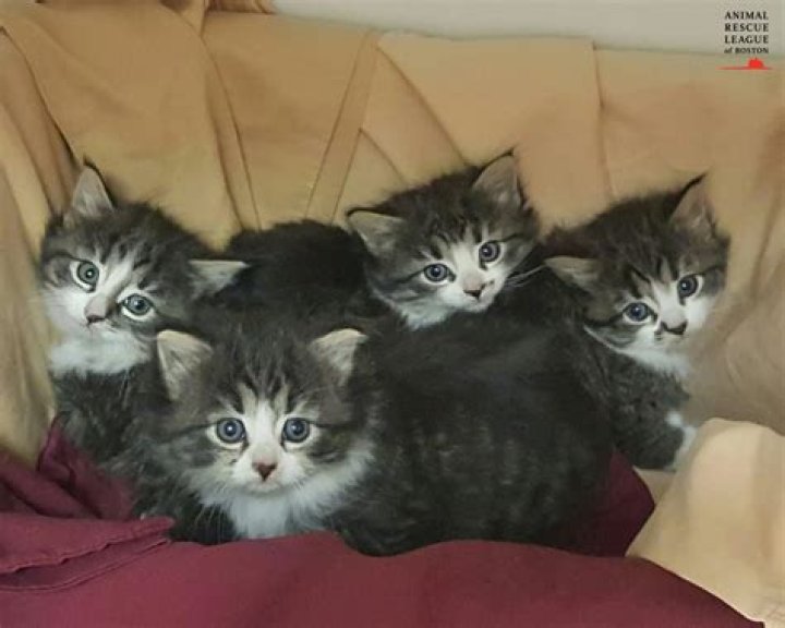 KittenBjorn an Adorable Kitty Pouch Helps Feral Cats Get Adopted