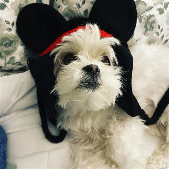 KreekCraft Pets - Celebrity Pets