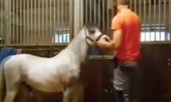 Michael Hanley Horse video: Twitter horse video orange shirt leaked video