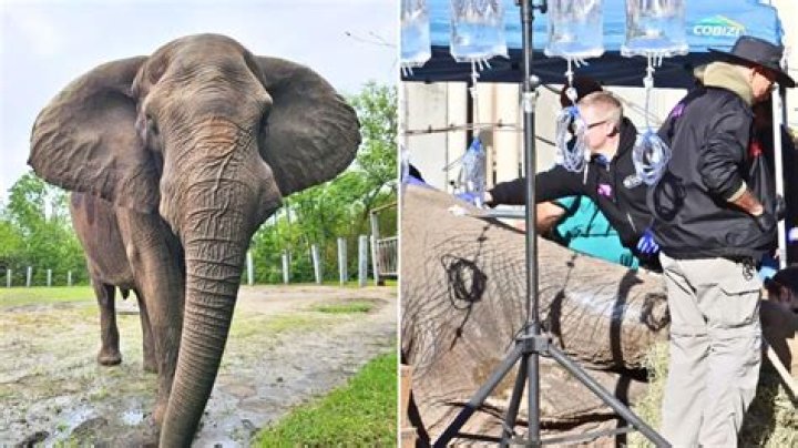 Michael Jackson’s Former Elephant Recovering From Tusk Surgery
