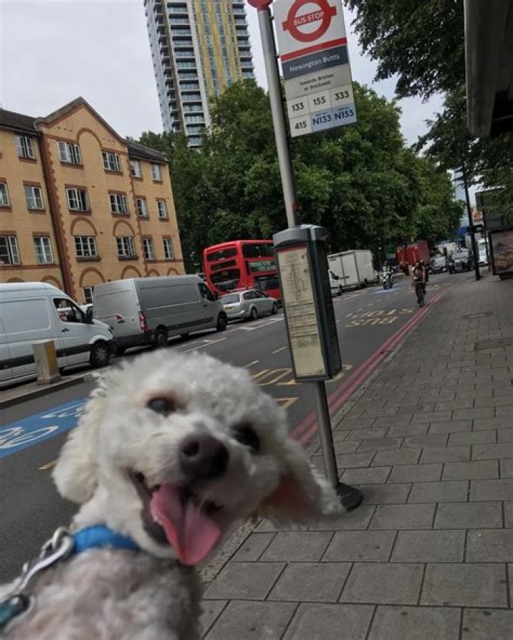 Morfydd Clark Pets - Celebrity Pets