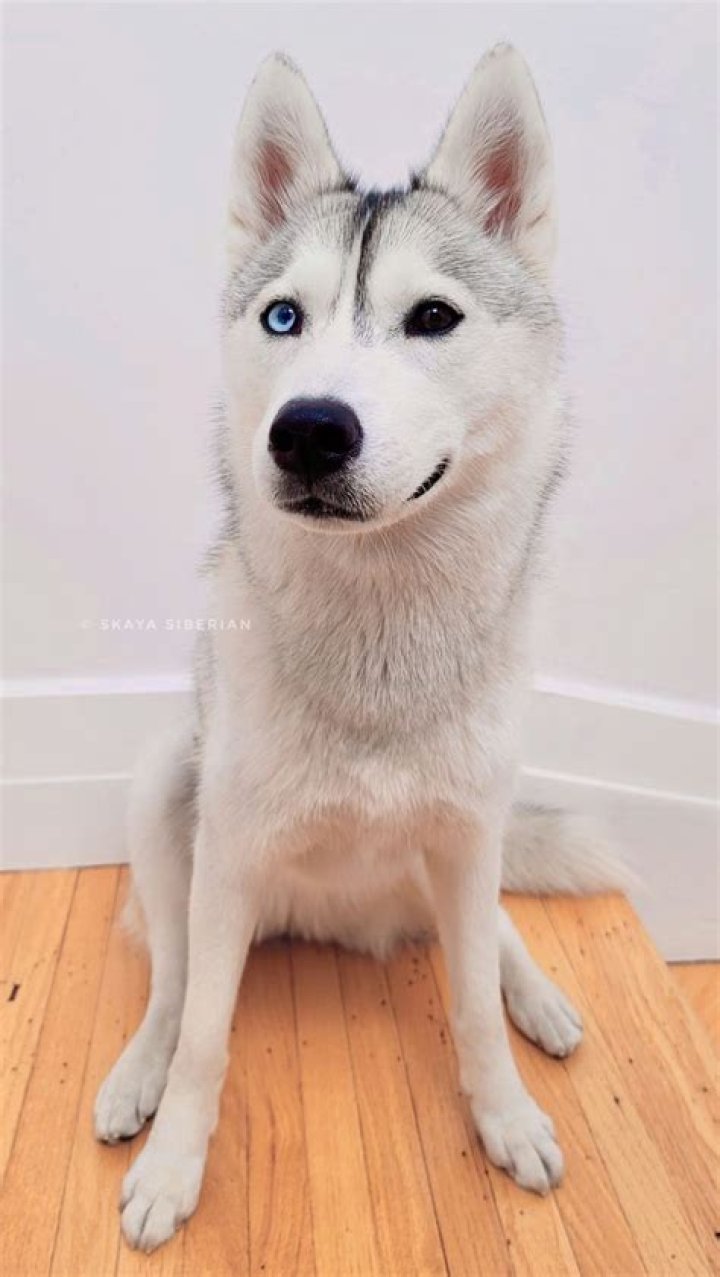 Skaya Siberian - Age, Family, Bio