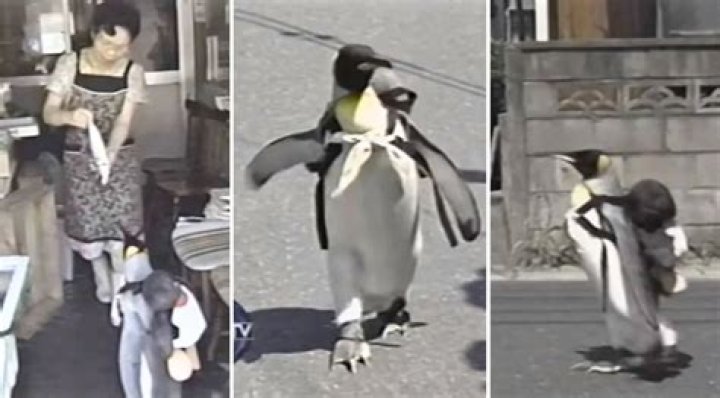 The Story of Lala, the Rescued Penguin in Japan That Would Go Grocery Shopping by Himself (Video)