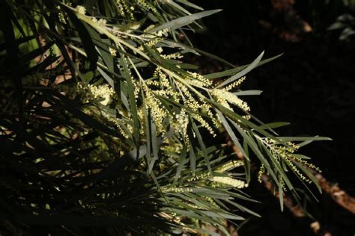 Wattles - Age, Family, Bio