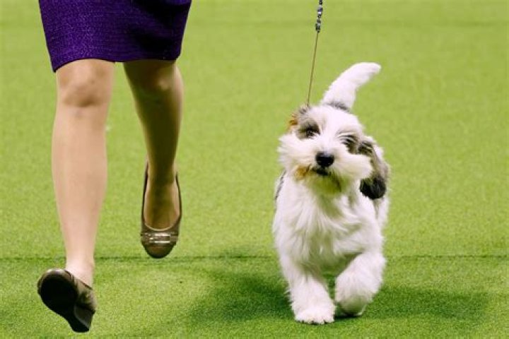 Westminster Kennel Club Dog Show Winners 2017
