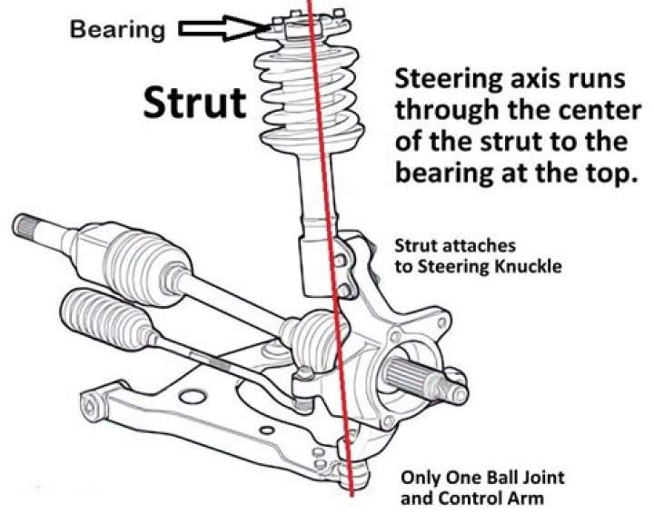 What are the basic parts of the strut?