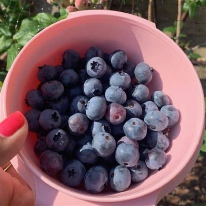 What causes white spots on blueberries?