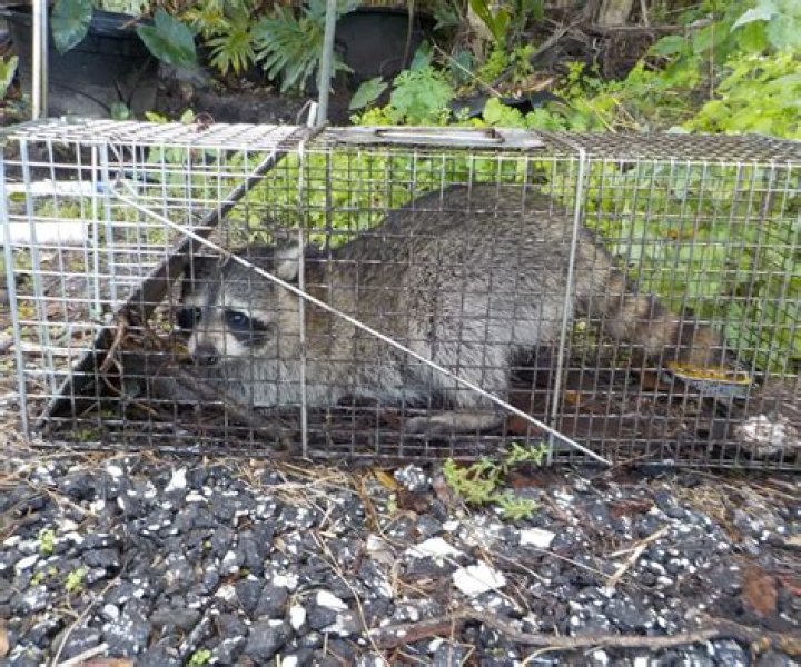 What food do you use to catch a raccoon?