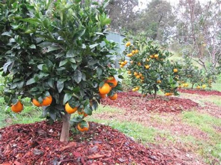 What is the best mulch for citrus trees?