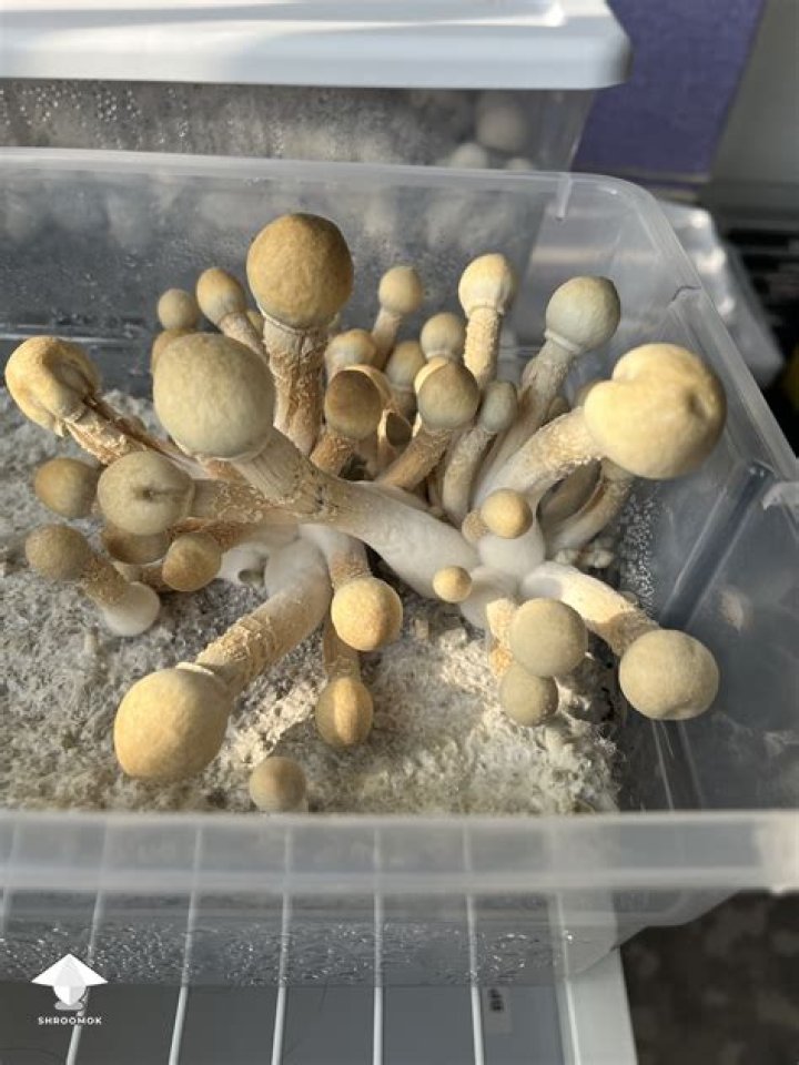 What is the best substrate for Cubensis?
