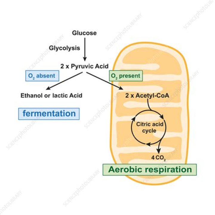 What is the difference between aerobic respiration and fermentation?