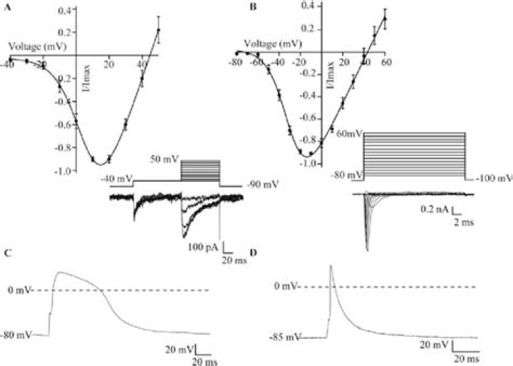 What is the difference between voltage clamp and current clamp?