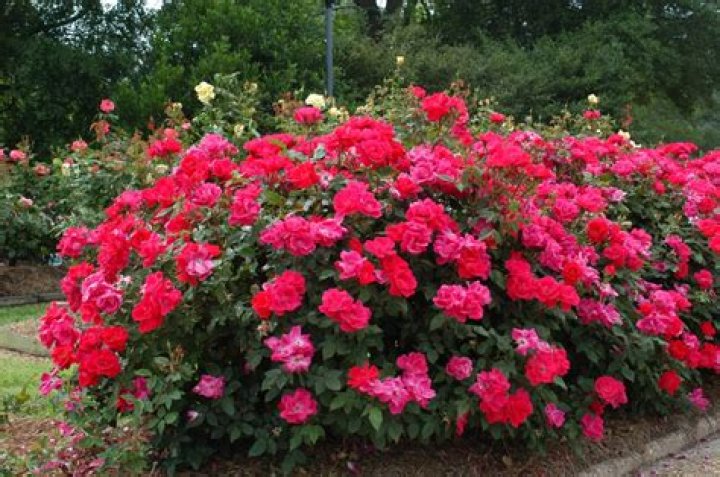 What is the scientific name for KnockOut roses?