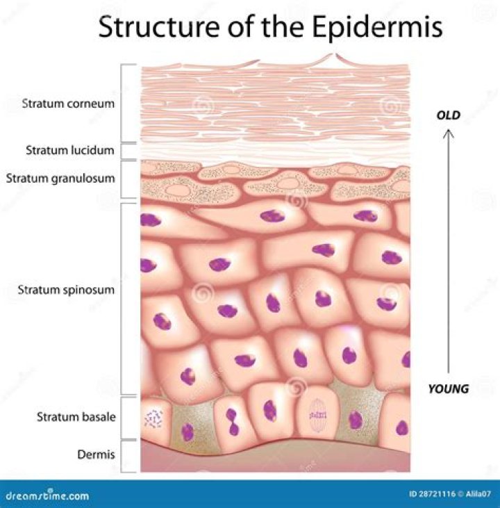 What type of tissue makes up epidermis?