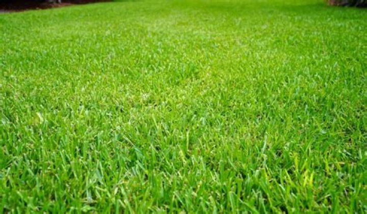When should I plant grass in San Diego?