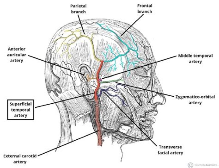 Where are the temporal arteries located?