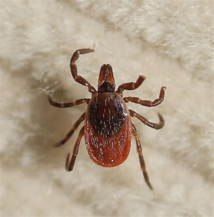 
Who was Robert Weymouth, Topsham man dead from rare tick-borne Powassan virus 