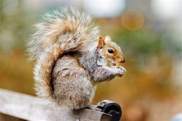Why do squirrels eat acorns?